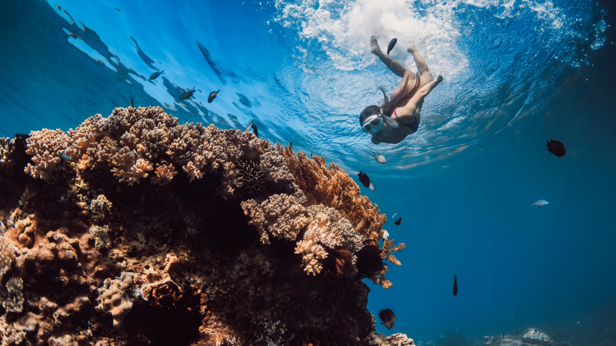 Snorkeling along the Kona Coast
