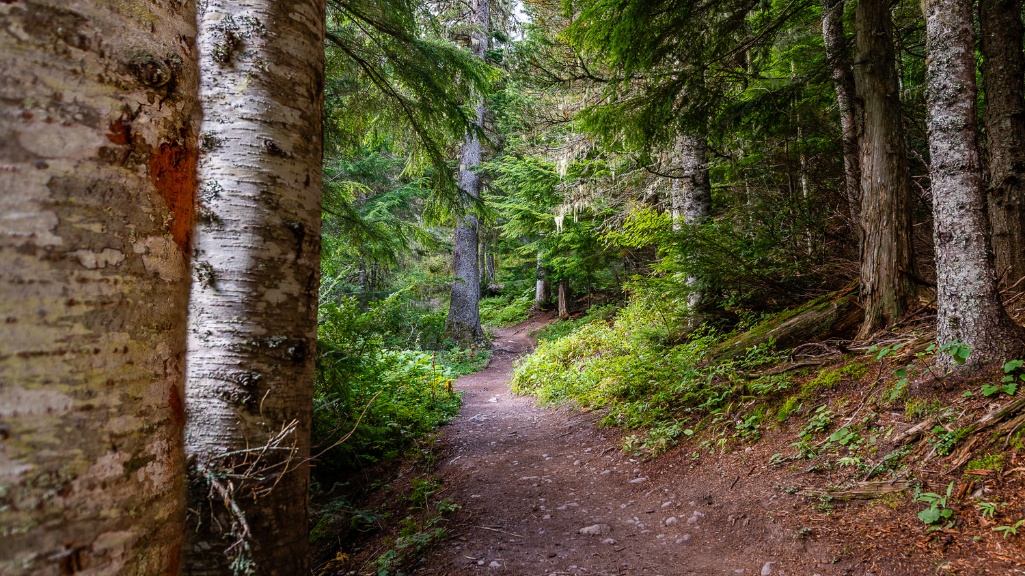 Boardwalk through the Trail of the Cedars in Glacier National Park